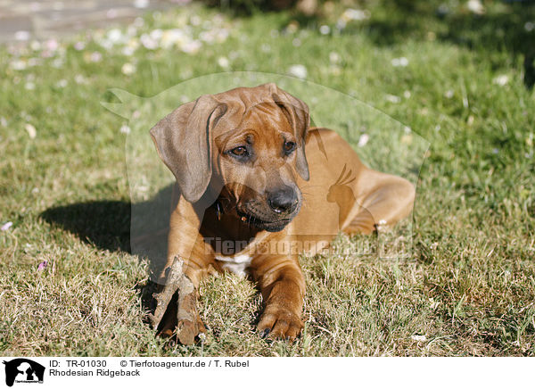 Rhodesian Ridgeback / Rhodesian Ridgeback / TR-01030