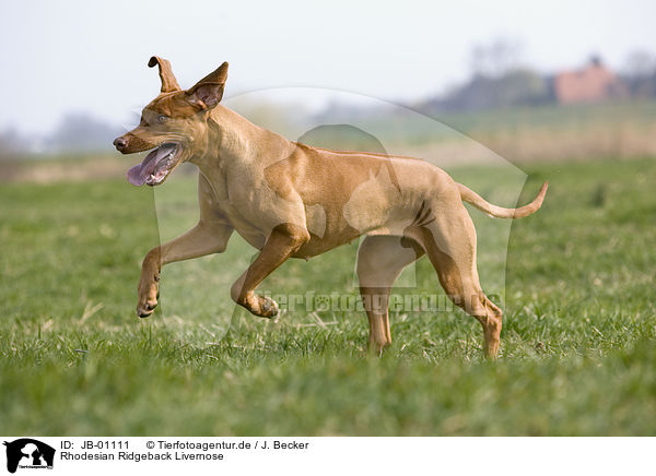 Rhodesian Ridgeback Livernose / Rhodesian Ridgeback Livernose / JB-01111