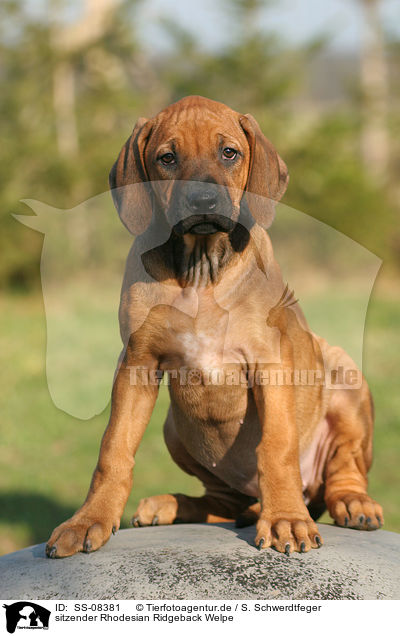 sitzender Rhodesian Ridgeback Welpe / SS-08381