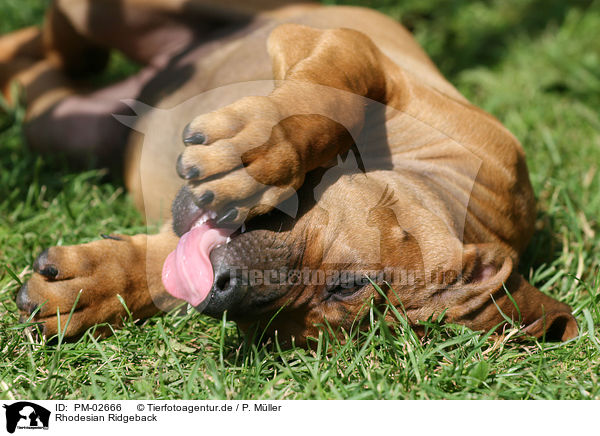Rhodesian Ridgeback / Rhodesian Ridgeback / PM-02666