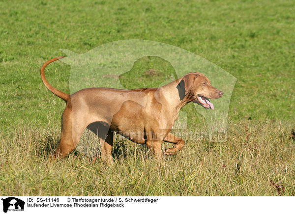 laufender Livernose Rhodesian Ridgeback / SS-11146
