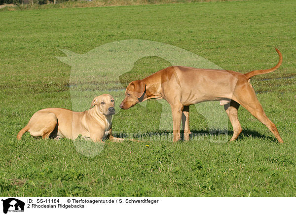 2 Rhodesian Ridgebacks / 2 Rhodesian Ridgebacks / SS-11184