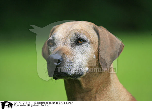 Rhodesian Ridgeback Senior / KF-01171