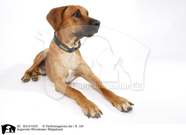 liegender Rhodesian Ridgeback / lying Rhodesian Ridgeback / SO-01025