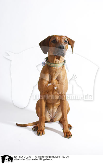 sitzender Rhodesian Ridgeback / sitting Rhodesian Ridgeback / SO-01033