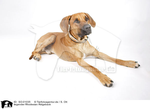 liegender Rhodesian Ridgeback / lying Rhodesian Ridgeback / SO-01035