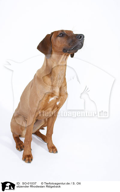 sitzender Rhodesian Ridgeback / SO-01037