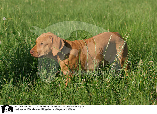 stehender Rhodesian Ridgeback Welpe auf Wiese / standing Rhodesian Ridgeback puppy in the meadow / SS-15014