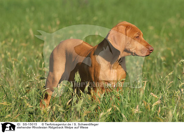 stehender Rhodesian Ridgeback Welpe auf Wiese / standing Rhodesian Ridgeback puppy in the meadow / SS-15015