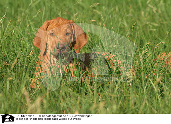 liegender Rhodesian Ridgeback Welpe auf Wiese / lying Rhodesian Ridgeback puppy in the meadow / SS-15016