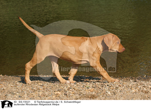 laufender Rhodesian Ridgeback Welpe / walking Rhodesian Ridgeback puppy / SS-15021