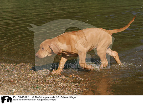 laufender Rhodesian Ridgeback Welpe / walking Rhodesian Ridgeback puppy / SS-15022