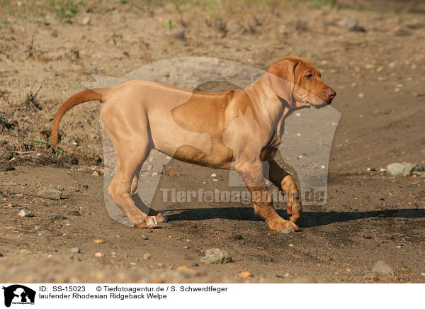 laufender Rhodesian Ridgeback Welpe / walking Rhodesian Ridgeback puppy / SS-15023