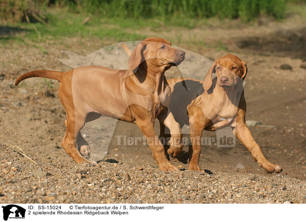 2 spielende Rhodesian Ridgeback Welpen / 2 playing Rhodesian Ridgeback puppies / SS-15024
