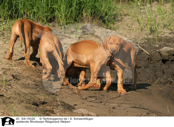 spielende Rhodesian Ridgeback Welpen / playing Rhodesian Ridgeback puppies / SS-15026