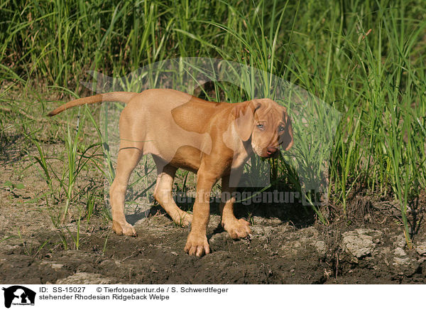 stehender Rhodesian Ridgeback Welpe / standing Rhodesian Ridgeback puppy / SS-15027