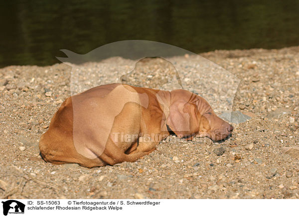 schlafender Rhodesian Ridgeback Welpe / sleeping Rhodesian Ridgeback puppy / SS-15063