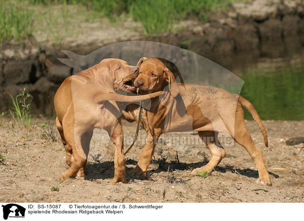 spielende Rhodesian Ridgeback Welpen / SS-15087