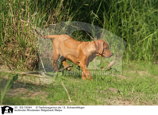laufender Rhodesian Ridgeback Welpe / walking Rhodesian Ridgeback puppy / SS-15094
