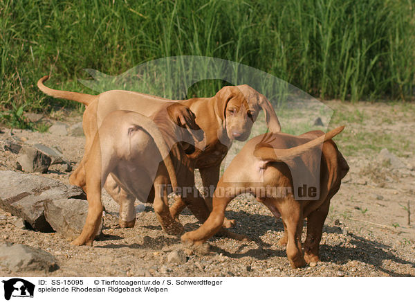 spielende Rhodesian Ridgeback Welpen / SS-15095