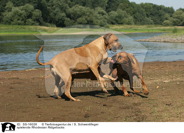 spielende Rhodesian Ridgebacks / playing Rhodesian Ridgebacks / SS-16026