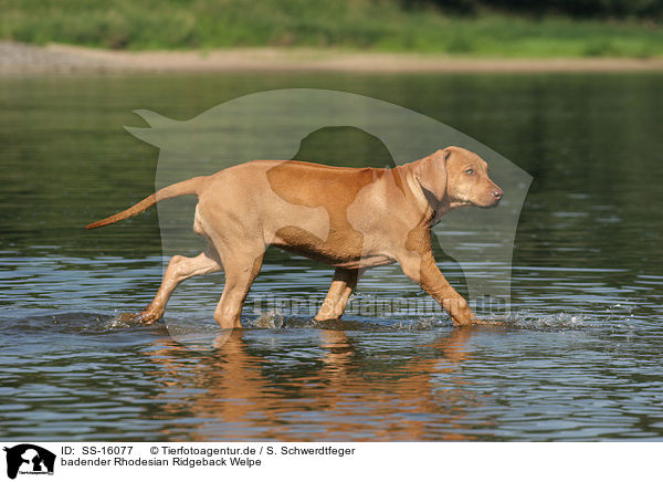 badender Rhodesian Ridgeback Welpe / SS-16077