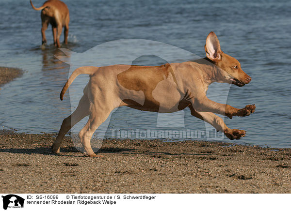 rennender Rhodesian Ridgeback Welpe / running Rhodesian Ridgeback puppy / SS-16099