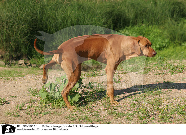 markierender Rhodesian Ridgeback / urinating Rhodesian Ridgeback / SS-16110
