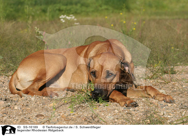 liegender Rhodesian Ridgeback / lying Rhodesian Ridgeback / SS-16189