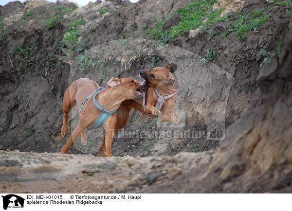 spielende Rhodesian Ridgebacks / playing rhodesian ridgebacks / MEH-01015