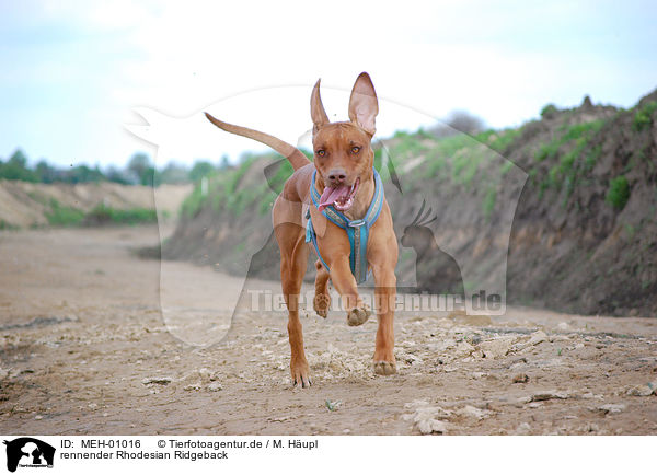 rennender Rhodesian Ridgeback / running rhodesian ridgeback / MEH-01016