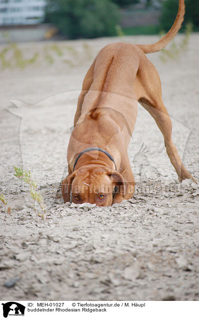 buddelnder Rhodesian Ridgeback / digging Rhodesian Ridgeback / MEH-01027