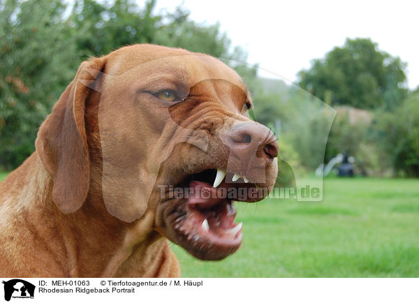 Rhodesian Ridgeback Portrait / MEH-01063
