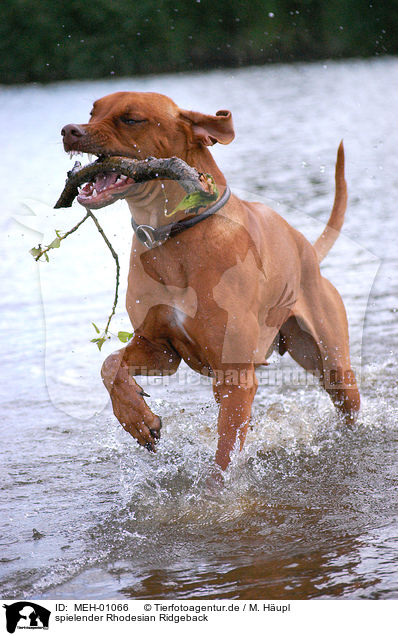 spielender Rhodesian Ridgeback / playing Rhodesian Ridgeback / MEH-01066