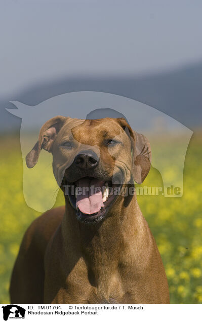 Rhodesian Ridgeback Portrait / Rhodesian Ridgeback Portrait / TM-01764