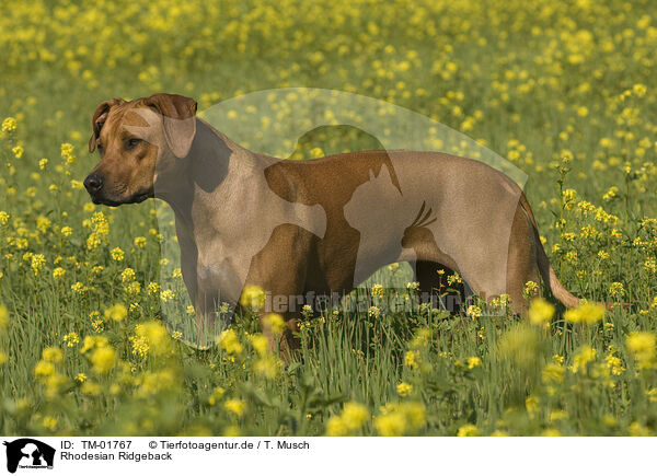 Rhodesian Ridgeback / Rhodesian Ridgeback / TM-01767