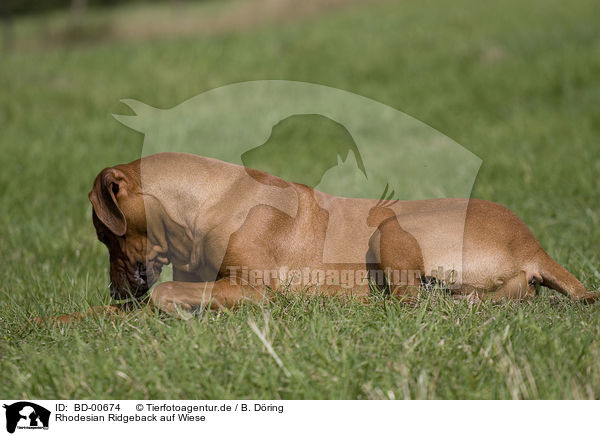 Rhodesian Ridgeback auf Wiese / Rhodesian Ridgeback on meadow / BD-00674