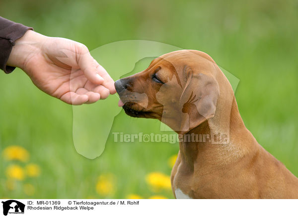 Rhodesian Ridgeback Welpe / MR-01369