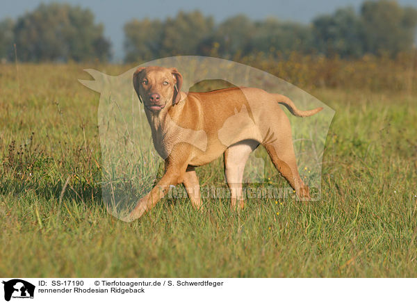 rennender Rhodesian Ridgeback / running Rhodesian Ridgeback / SS-17190