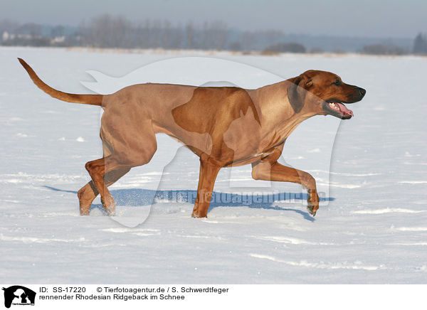 rennender Rhodesian Ridgeback im Schnee / running Rhodesian Ridgeback in the snow / SS-17220