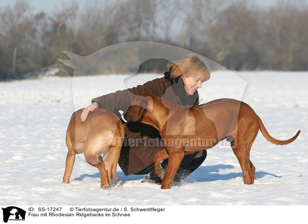 Frau mit Rhodesian Ridgebacks im Schnee / SS-17247