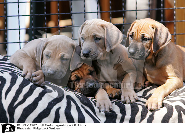 Rhodesian Ridgeback Welpen / Rhodesian Ridgeback Puppies / KL-01207