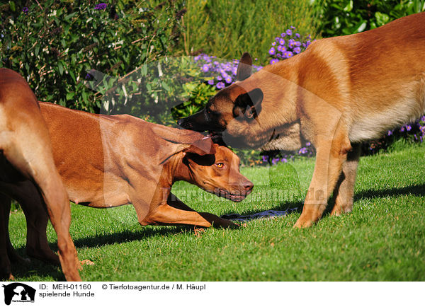 spielende Hunde / playing dogs / MEH-01160