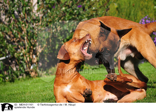 spielende Hunde / playing dogs / MEH-01161