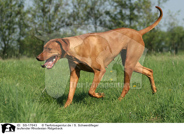 laufender Rhodesian Ridgeback / walking Rhodesian Ridgeback / SS-17643