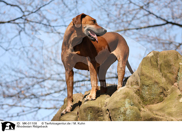 Rhodesian Ridgeback / Rhodesian Ridgeback / MK-01108