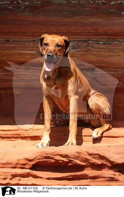 Rhodesian Ridgeback / Rhodesian Ridgeback / MK-01109