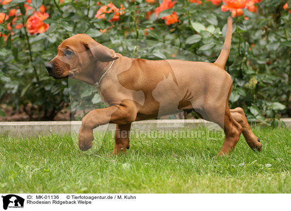 Rhodesian Ridgeback Welpe / Rhodesian Ridgeback Puppy / MK-01136
