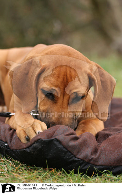Rhodesian Ridgeback Welpe / Rhodesian Ridgeback Puppy / MK-01141