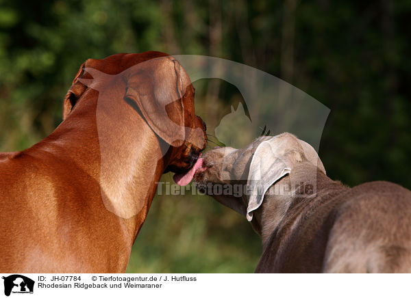 Rhodesian Ridgeback und Weimaraner / Rhodesian Ridgeback and Weimaraner / JH-07784